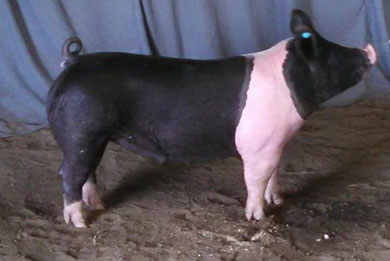2014 Reserve Champion Gilt