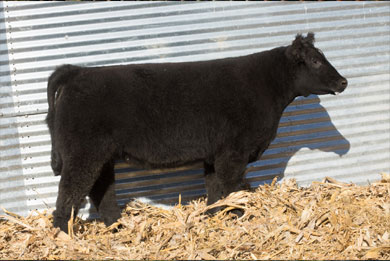 Lot 1