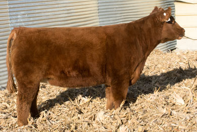 Lot 11