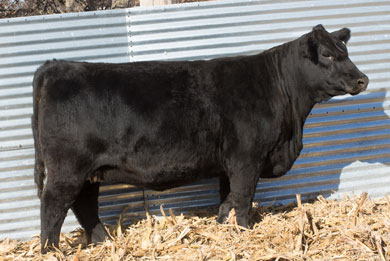 Lot 12