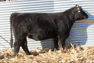 Lot 13