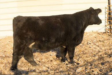 Lot 15
