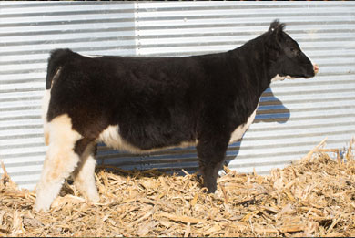 Lot 3