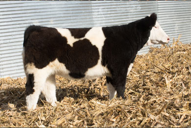 Lot 4