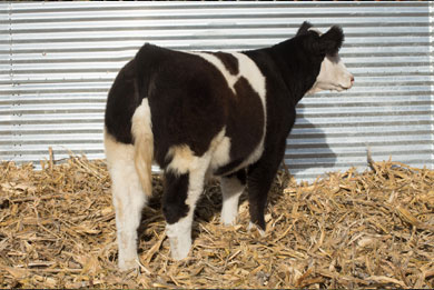Lot 4