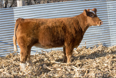 Lot 5