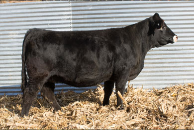 Lot 6