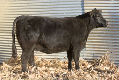 Lot 7