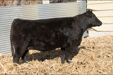Lot 8