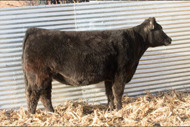 Lot 9
