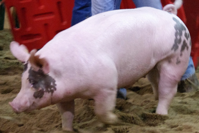 Logan Loeffelholz Reserve Champion