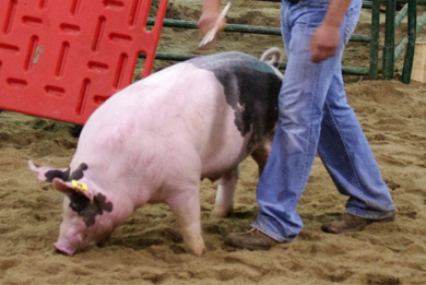 Logan Loeffelholz Reserve Champion