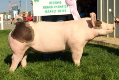 2014 Reserve Grand Champion