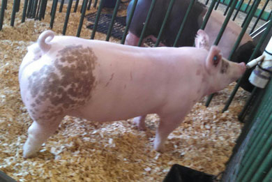 2014 Middle Weight Champion Barrow